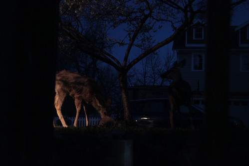 IMG_6310 - Gloaming Deer