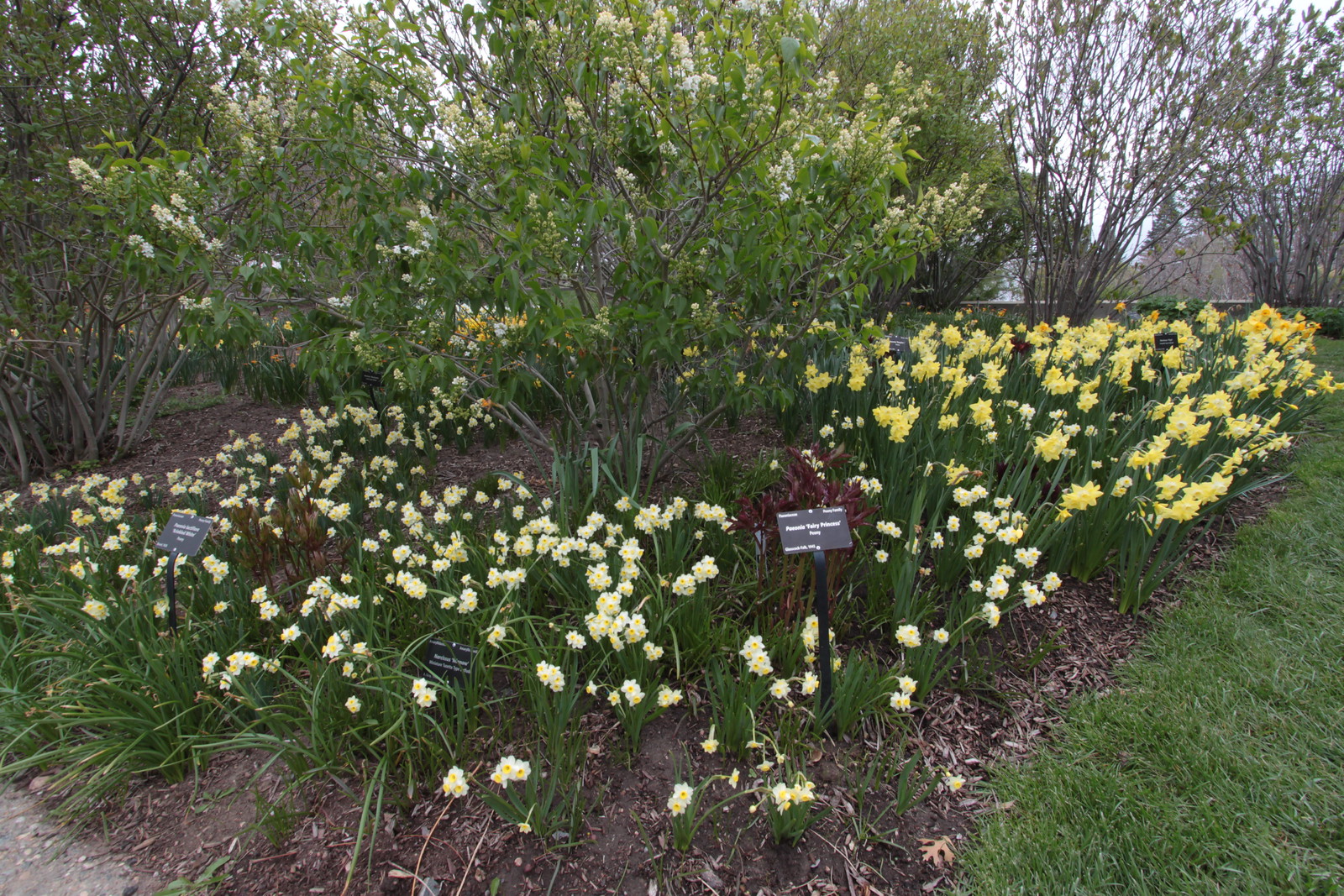 IMG_6346 - Daffodils