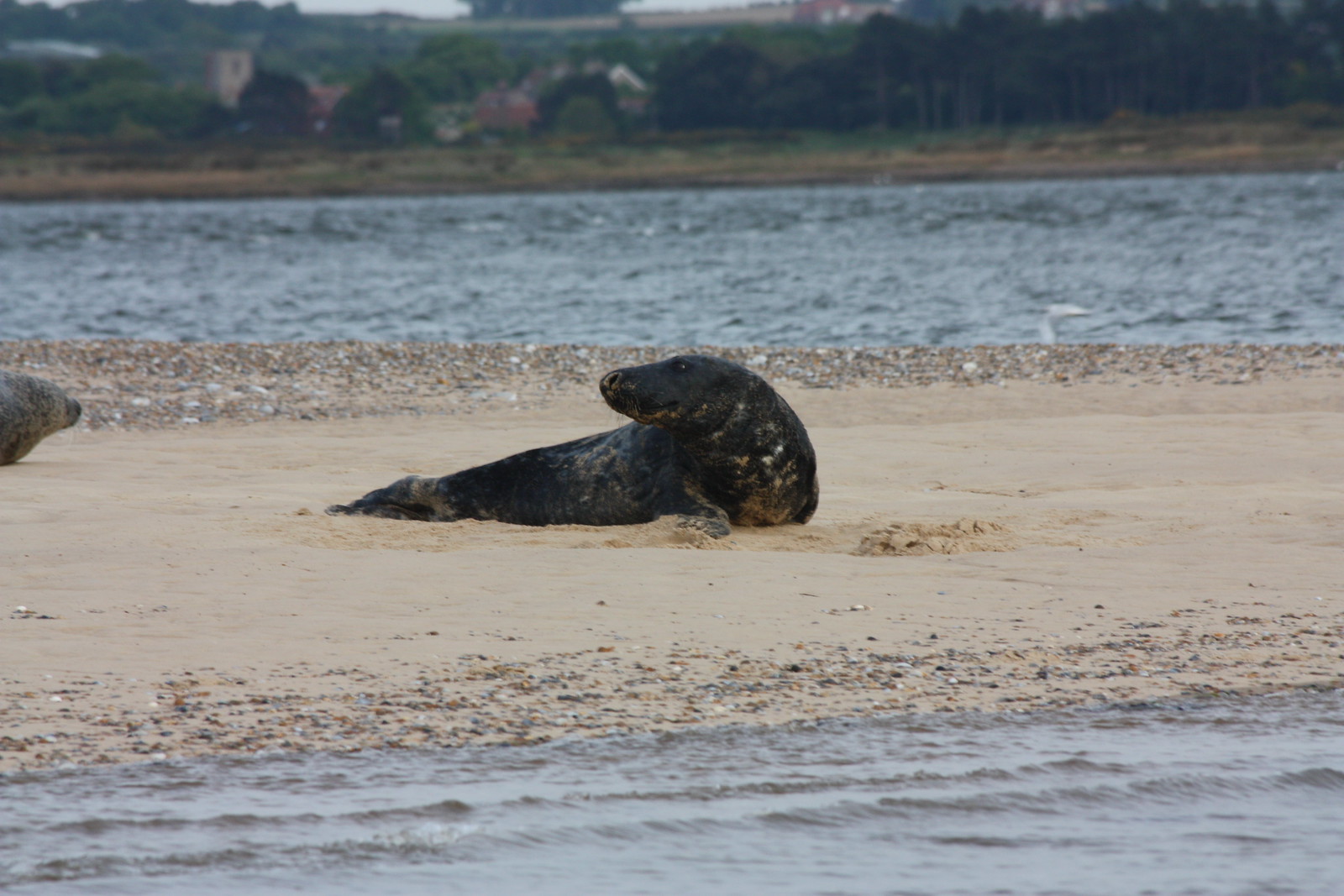 IMG_4895 - Blakeney III