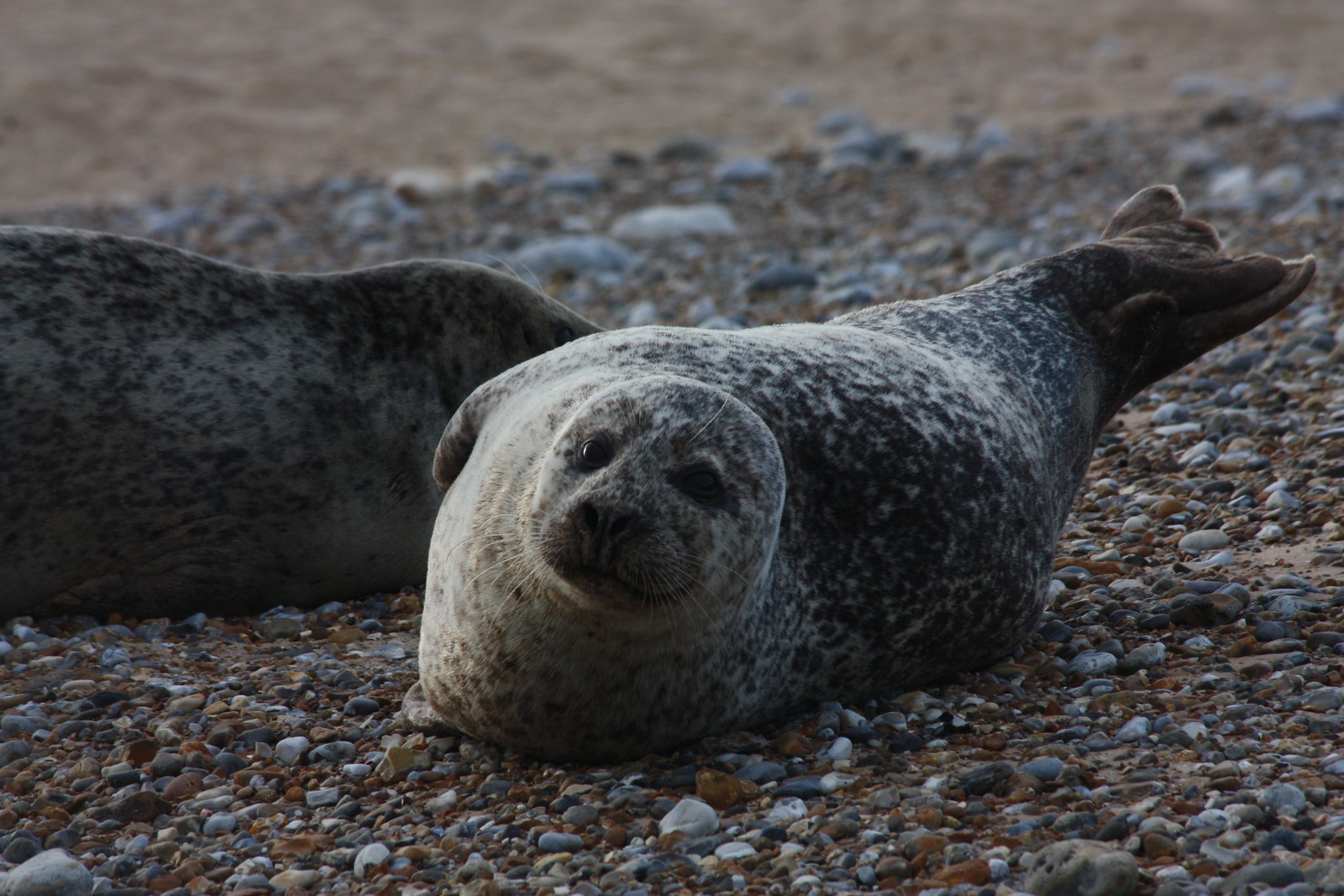 IMG_4912 - Blakeney Point SSEAL