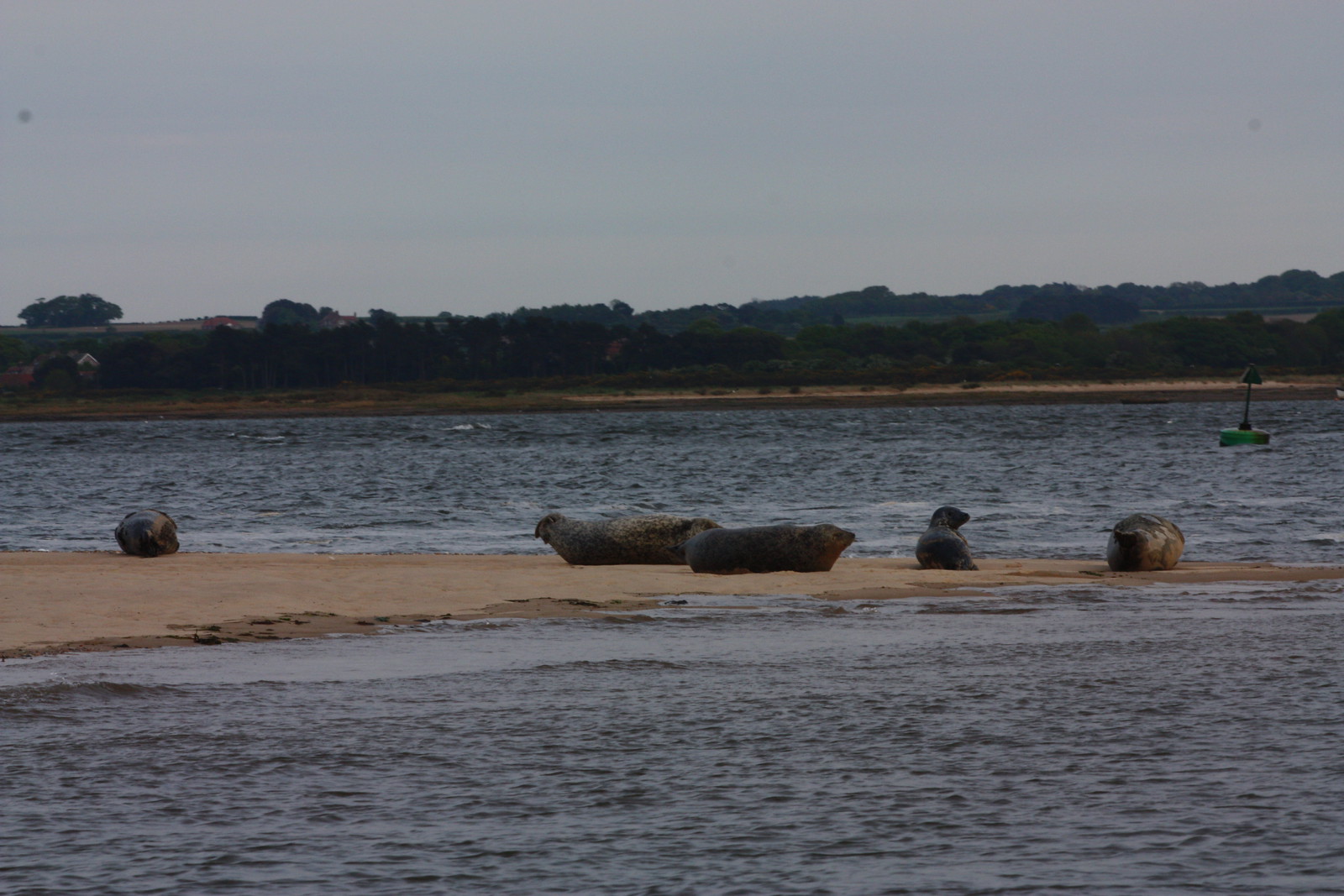IMG_4894 - Blakeney Point