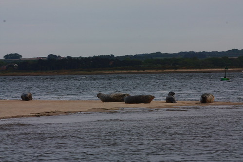 IMG_4894 - Blakeney Point