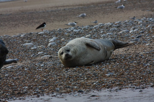 IMG_4910 - Blakeney II