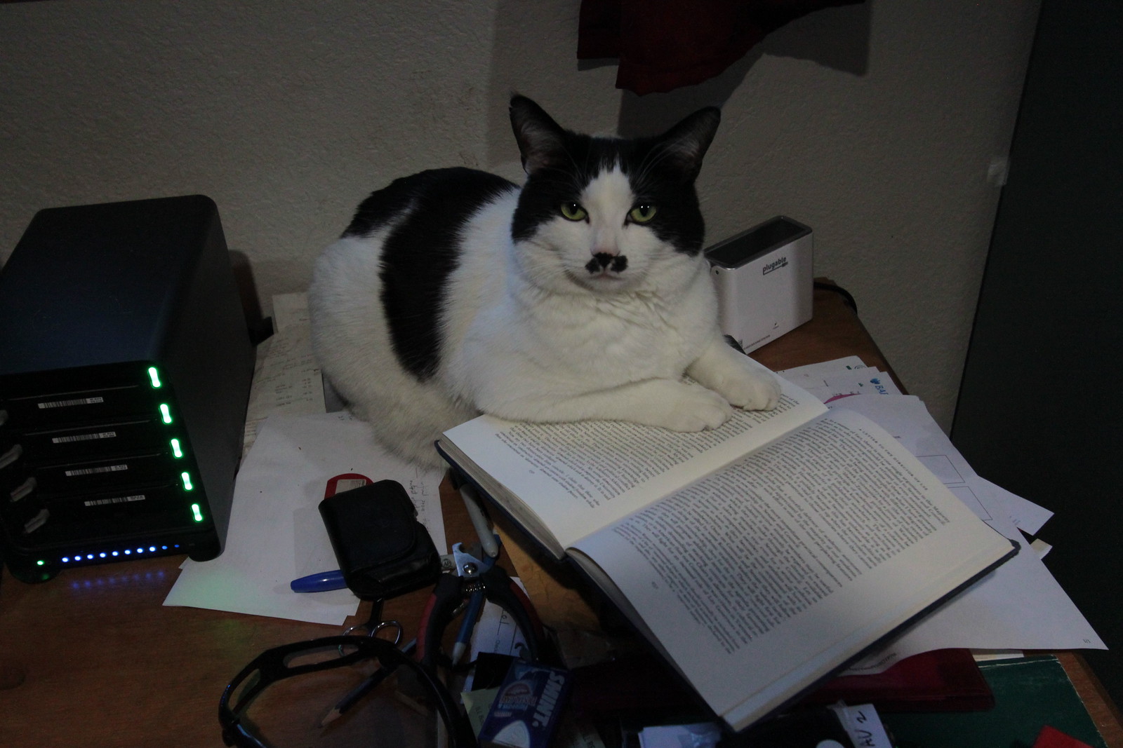 IMG_6397 - CATT LETTTAR!