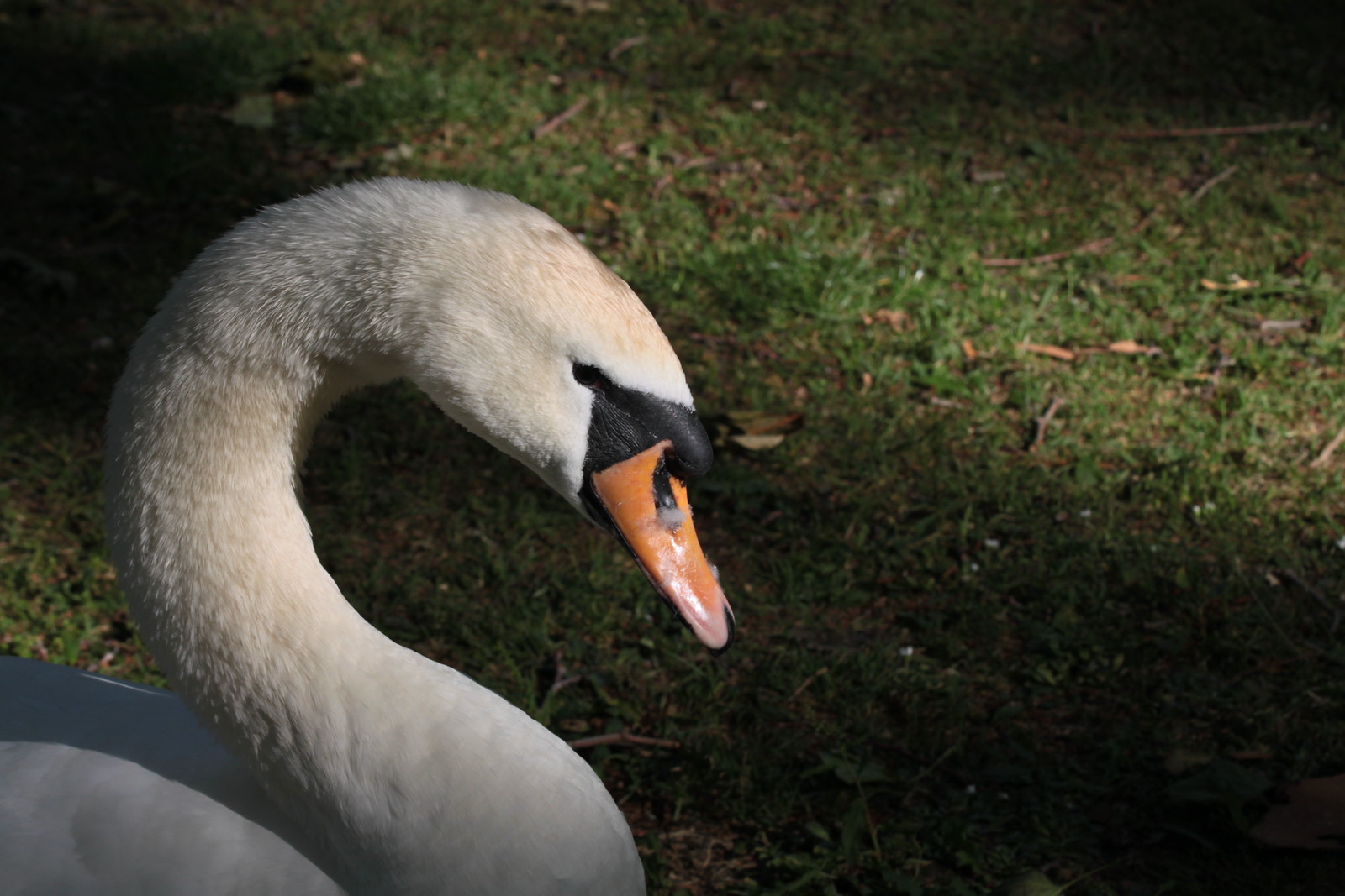 IMG_6464 - Dark Swan