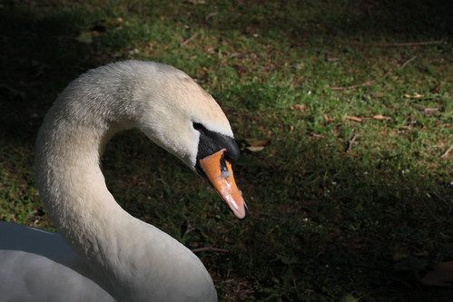 IMG_6464 - Dark Swan