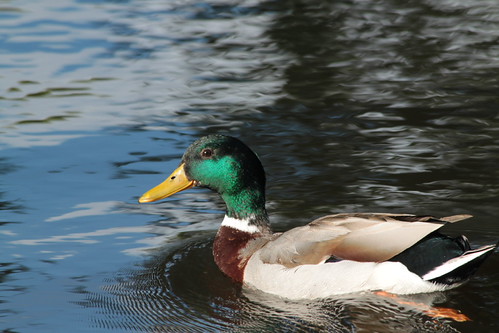 IMG_6506 - A FRIENDLY DUCK