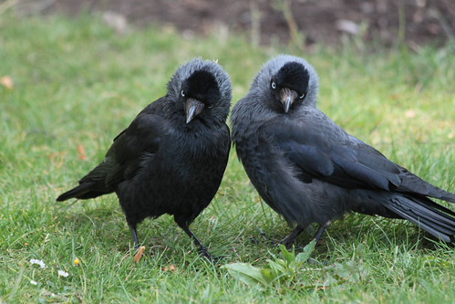 IMG_6437 - Bushy Birds