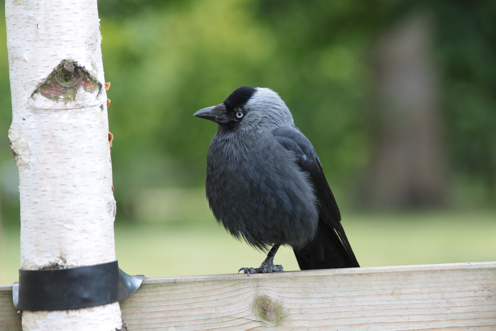 IMG_6441 - One-legged Tree-gazer