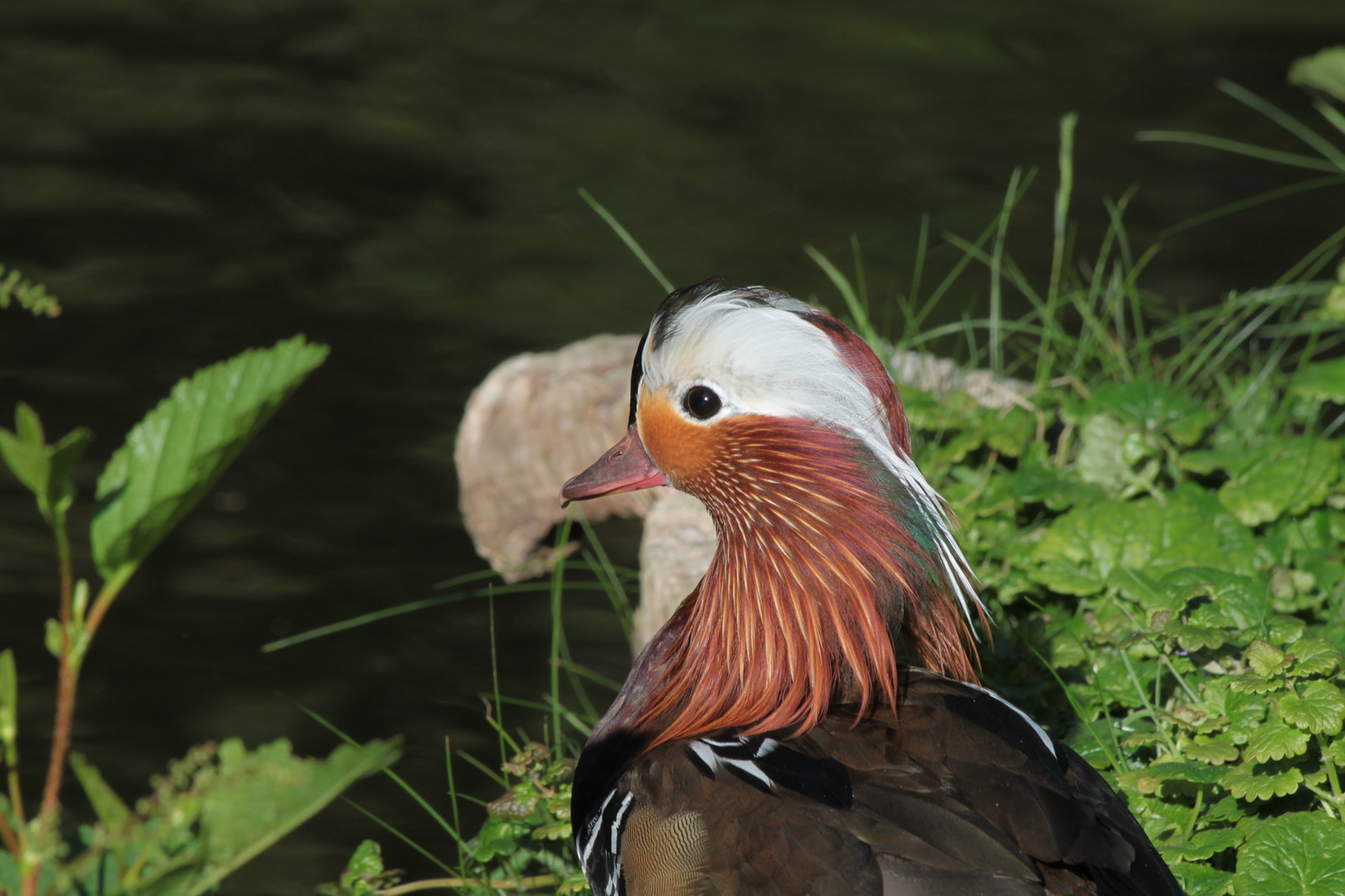 IMG_6497 - Ane Mandarine DUCK