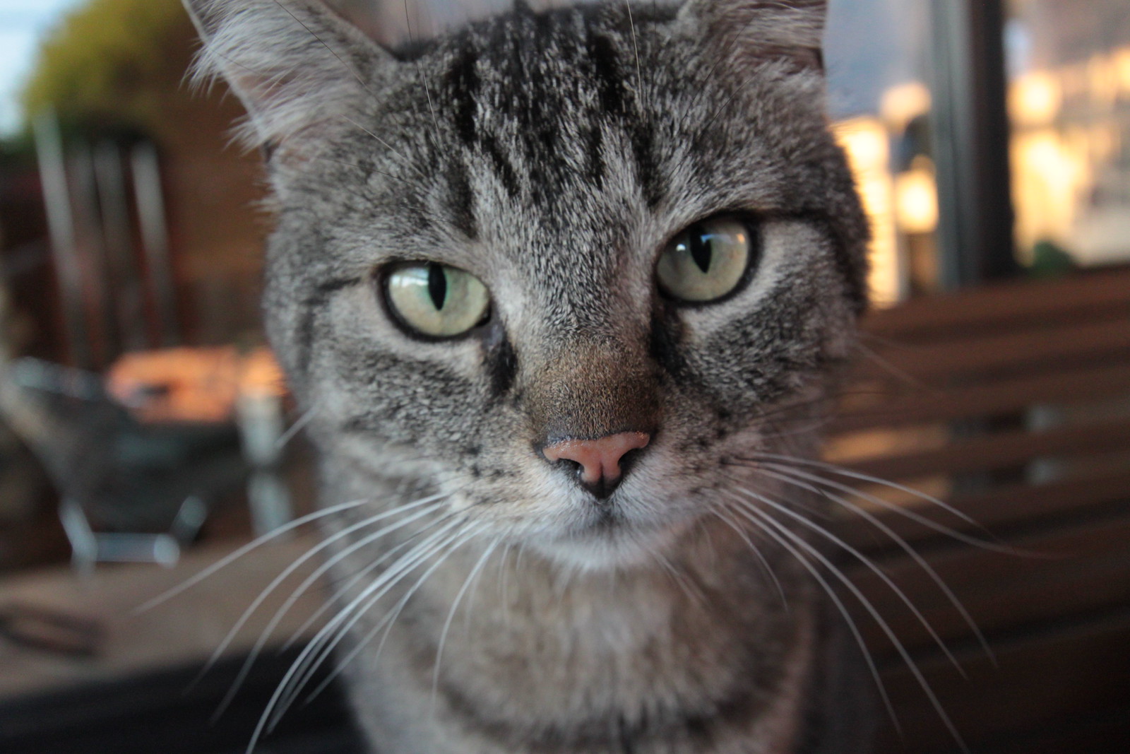 IMG_6584 - THAT CATT, FINDUS!