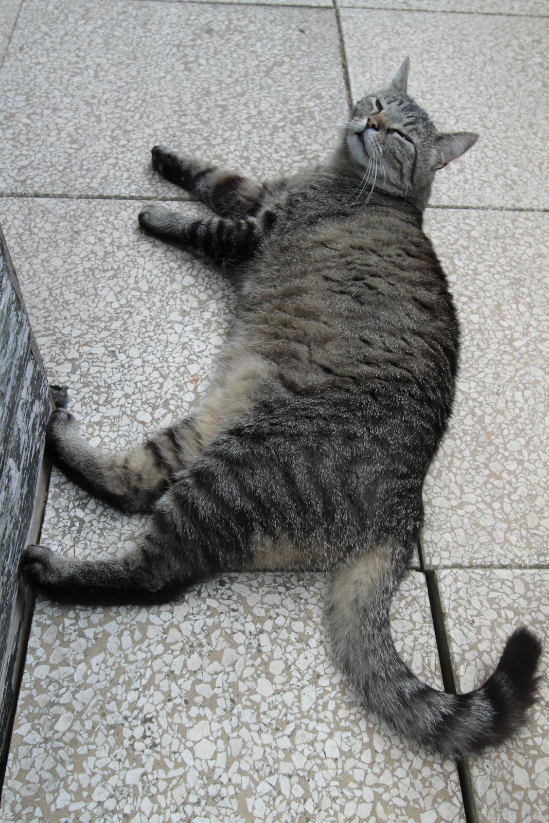 IMG_6637 - Findus *SPRROLS*