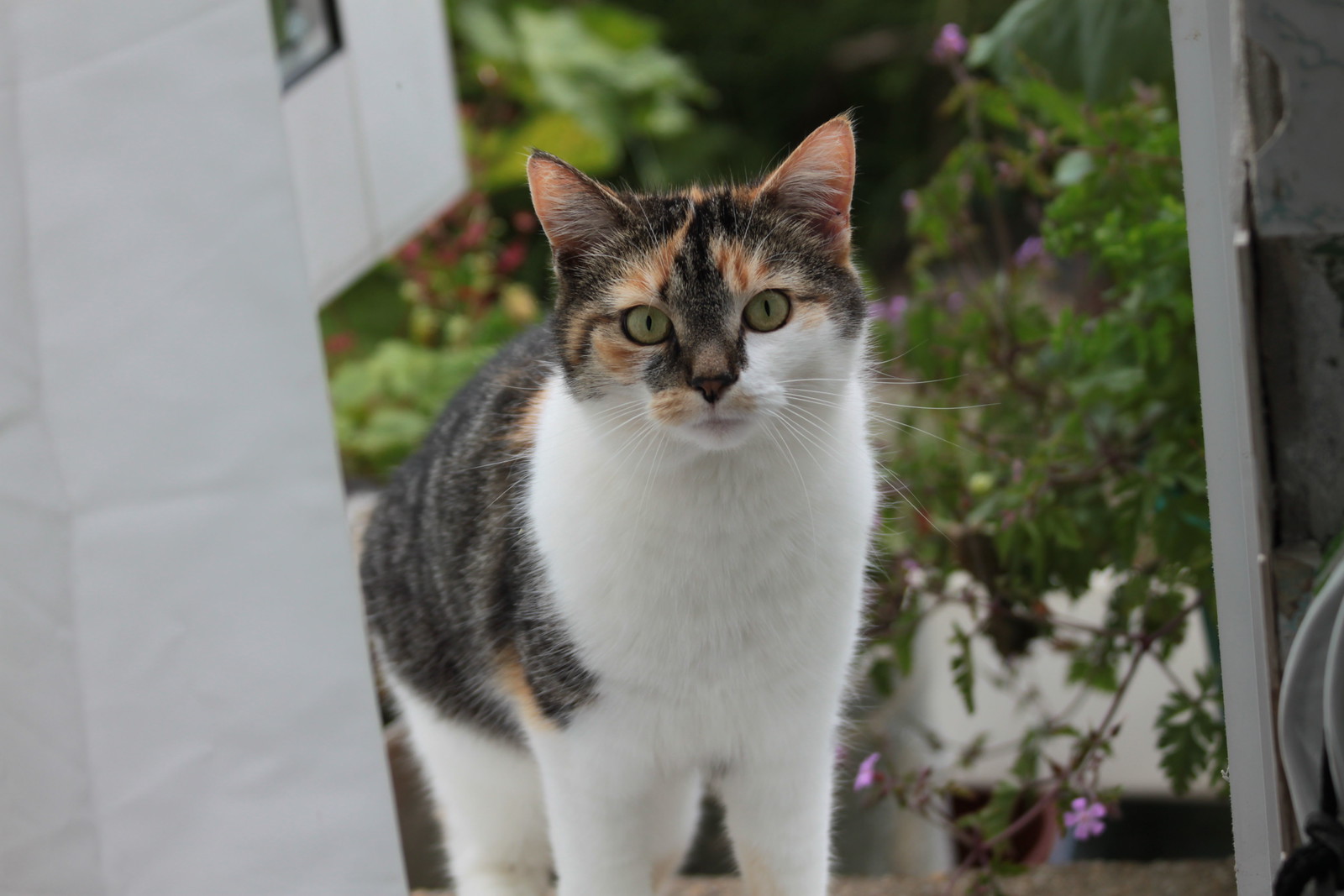 IMG_6898 - That CATT, RUBY