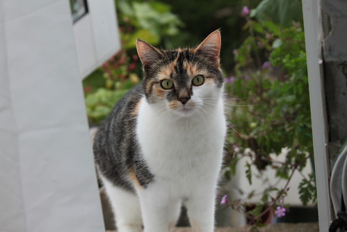 IMG_6898 - That CATT, RUBY