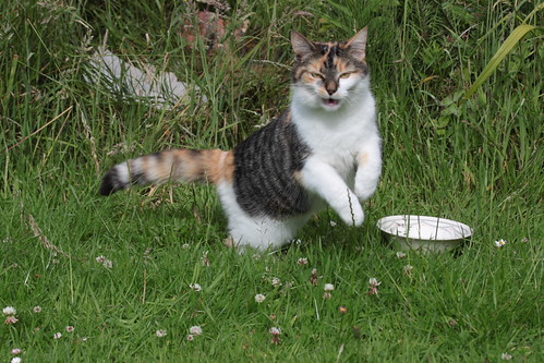 IMG_6920 - Jumping *CATT*