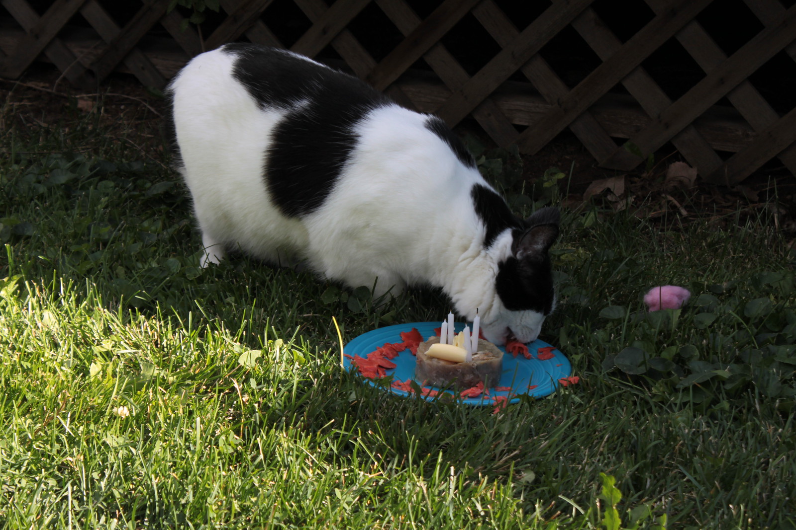 IMG_7158 - CATTCONSSUME