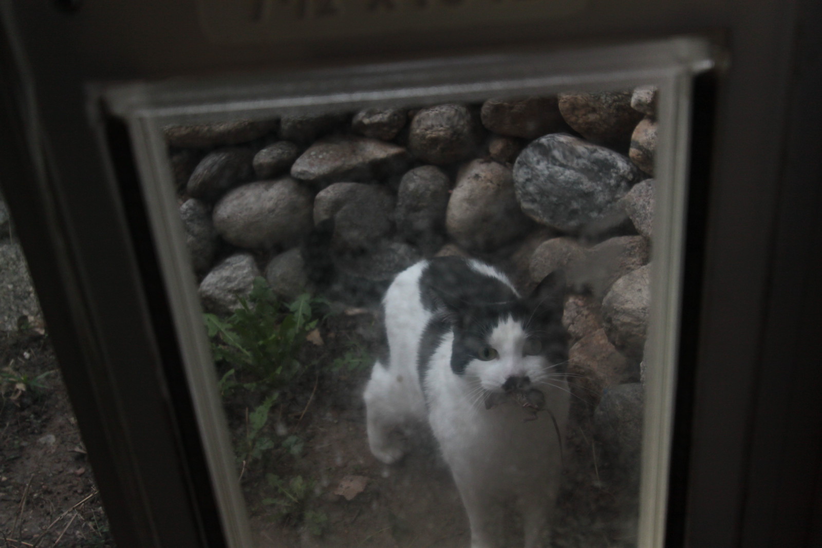 IMG_7204 - CATTOMAUS