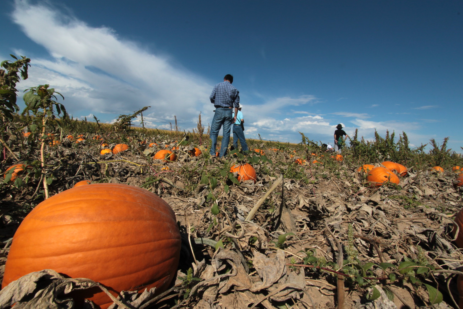 IMG_7232 - Giant PUMKINS