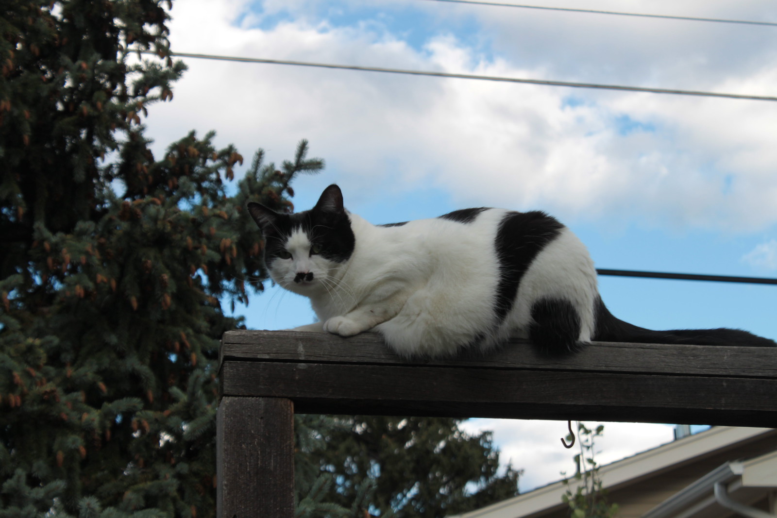 IMG_7161 - A backward-looking birthday CATT