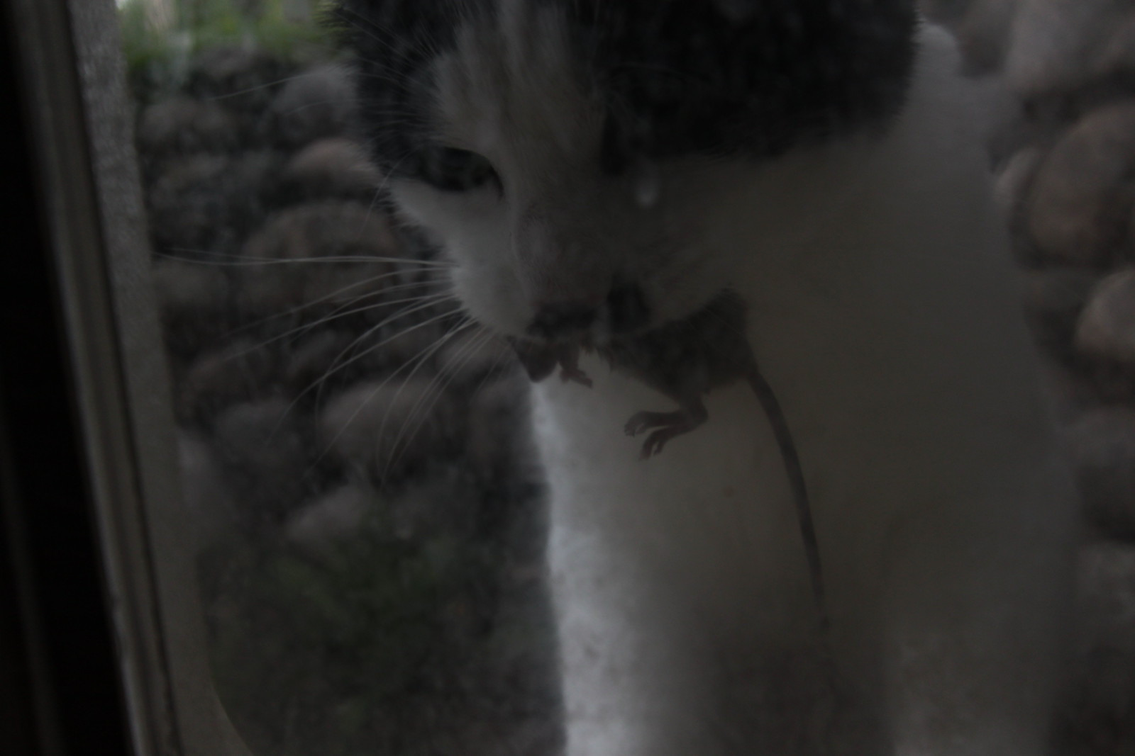 IMG_7207 - CATTTOMMAUS!