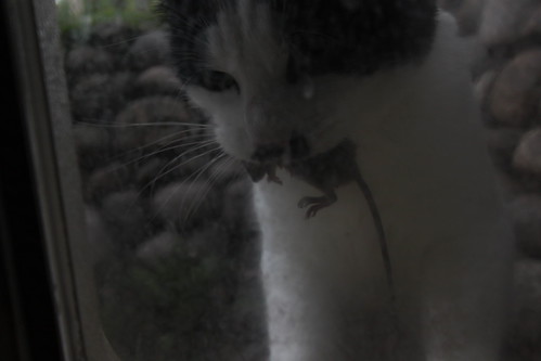 IMG_7207 - CATTTOMMAUS!