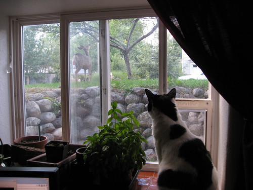 IMG_6196 - CATT CCURIOSITTY