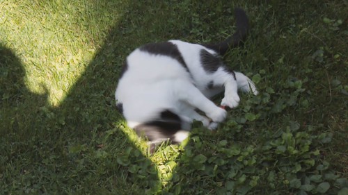 MVI_7133 - CATTSHREDDS