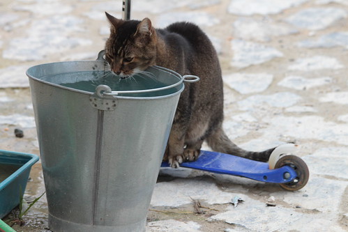 IMG_7794 - Richard and BUCKET