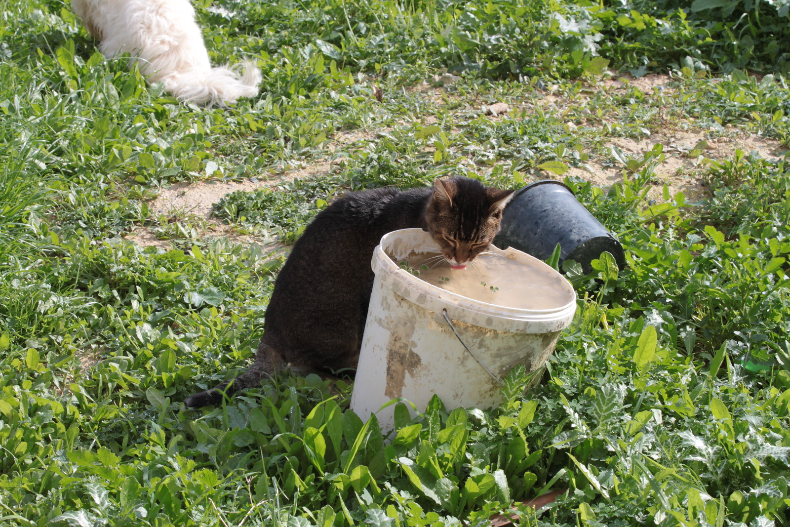 IMG_7813 - Richard and ANOTHER BUCKET