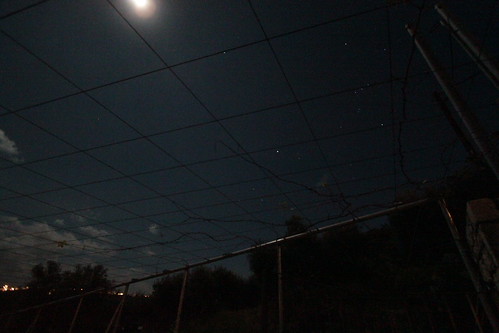 IMG_7904 - Orion amongst the Vines