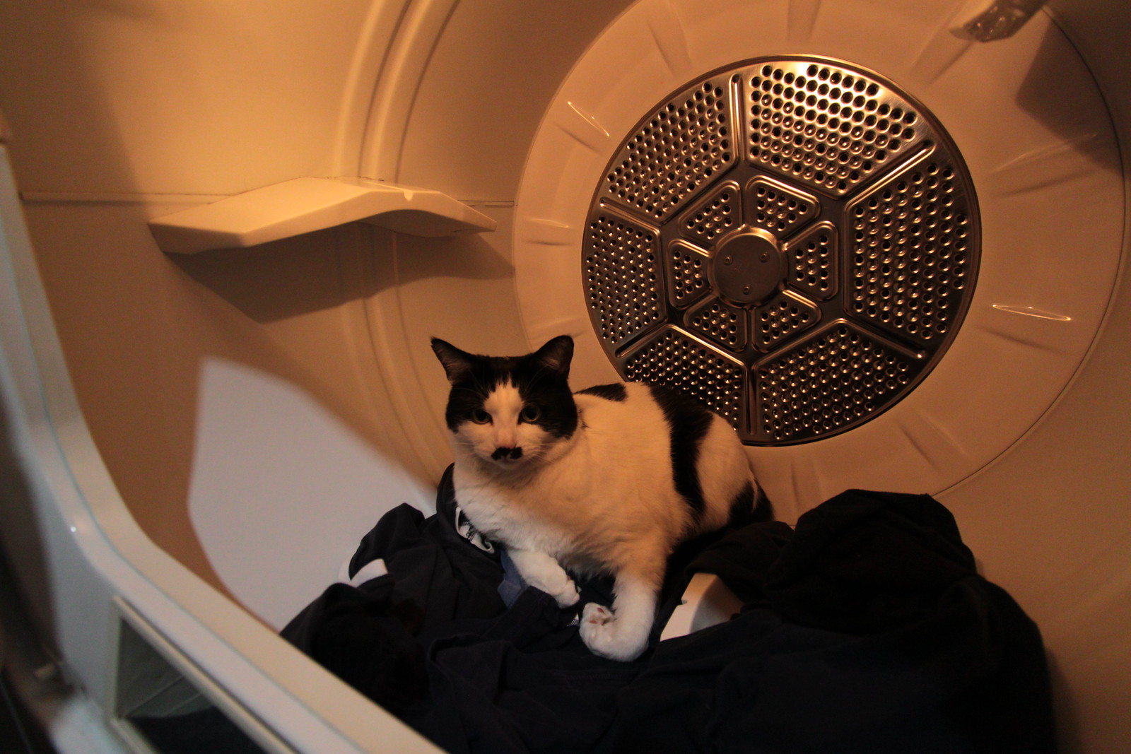 IMG_7263 - CATT in **SPACE**!!!