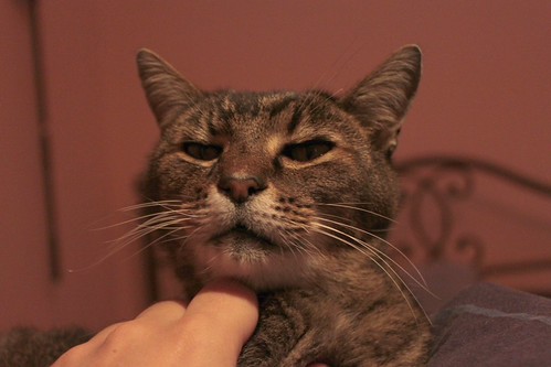 IMG_7657-gamma - THAT CATTT, RICHARD