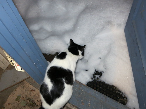 IMG_0008 - CATTTINVESTIGATE