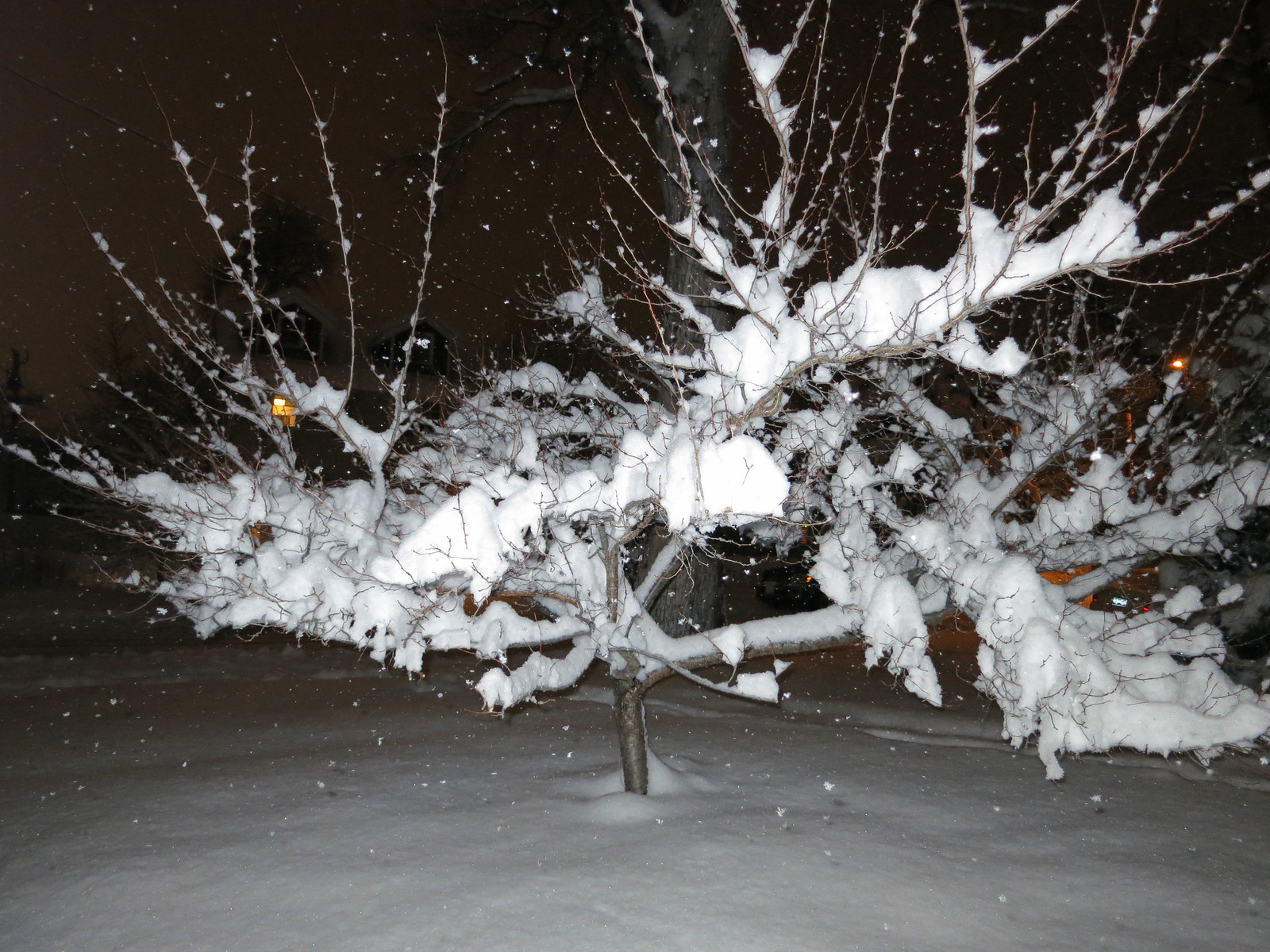 IMG_0010 - Exploded Tree of Snow
