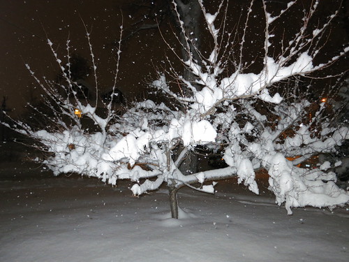 IMG_0010 - Exploded Tree of Snow