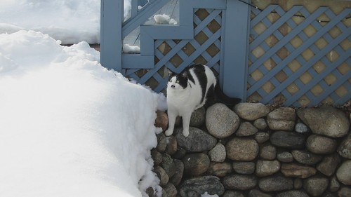 MVI_0024 - CATTGOESIN