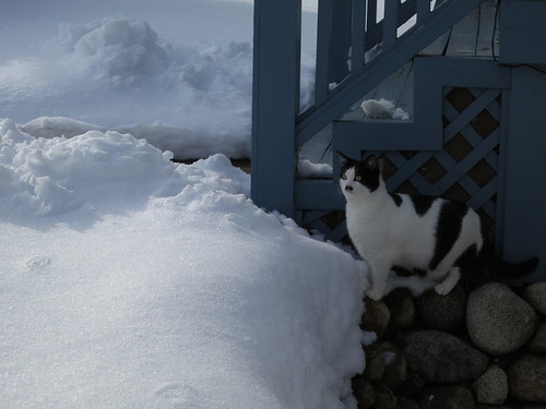 IMG_0022 - CATTBYSNOW