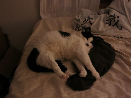 IMG_0035 - CATTSPPRAWL