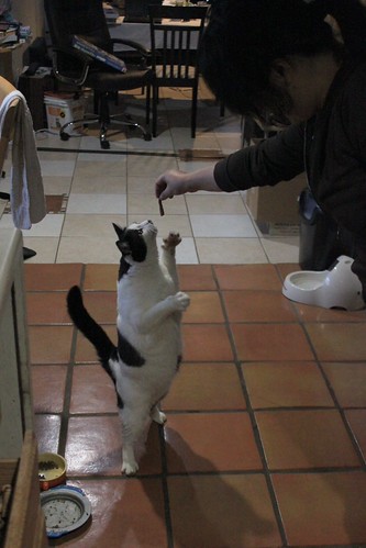 IMG_8152-gamma - CATTOBEEF!