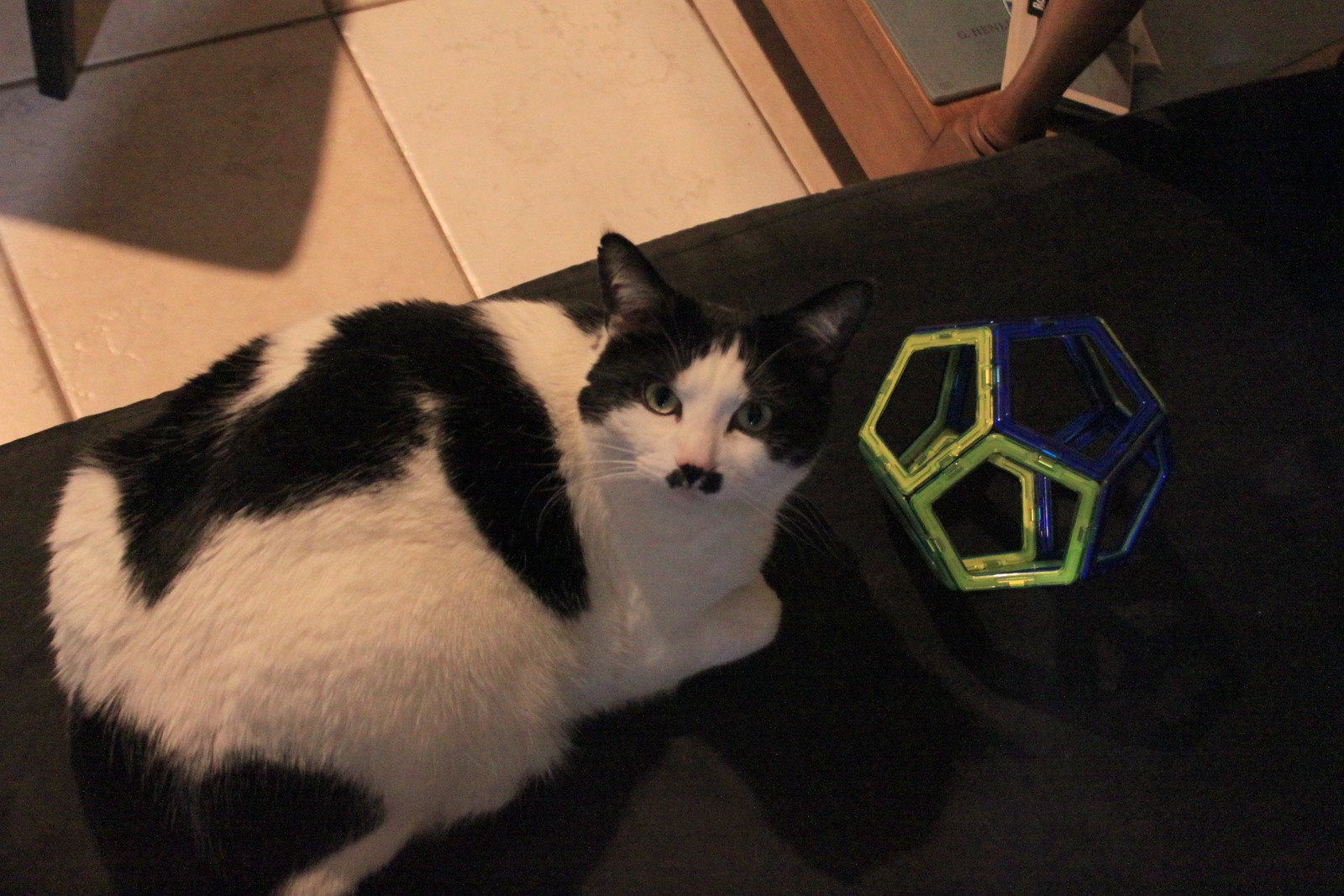 IMG_8160-gamma - CATTTOHEDRON