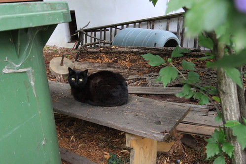 IMG_8581 - Beethoven CATT I