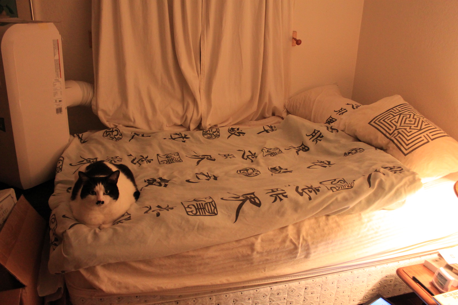 IMG_8533 - CATTOBEDD