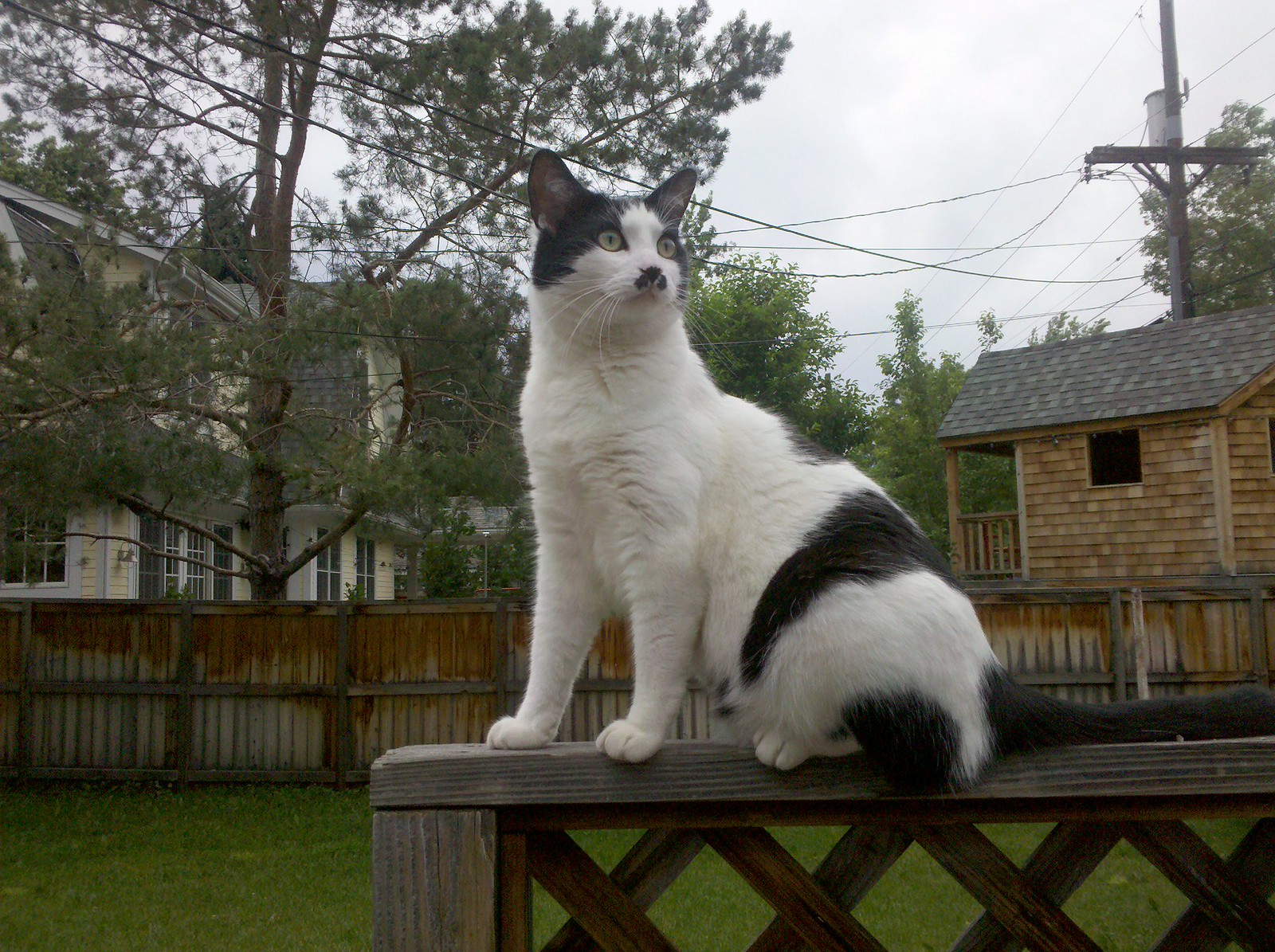 2010-06-25 19.30.40 - CATTOO