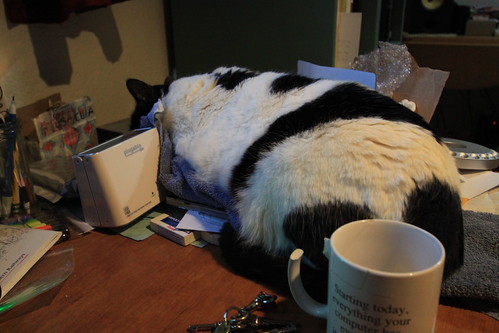 IMG_9504 - CATTSPRAWL