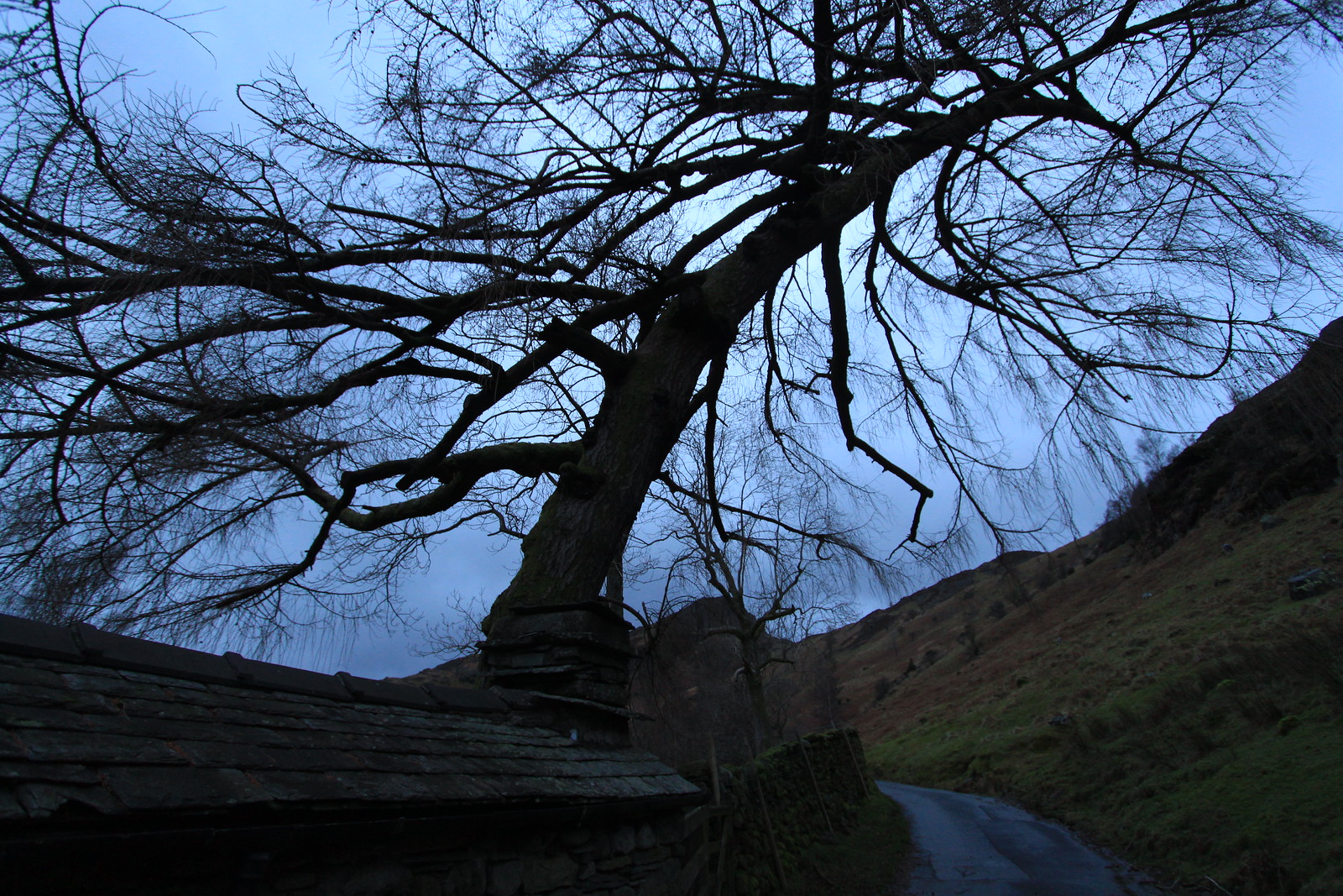 IMG_9380 - Overbearing TREE