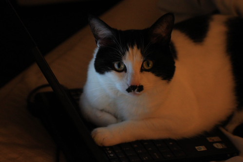IMG_8323 - CATTWORKK