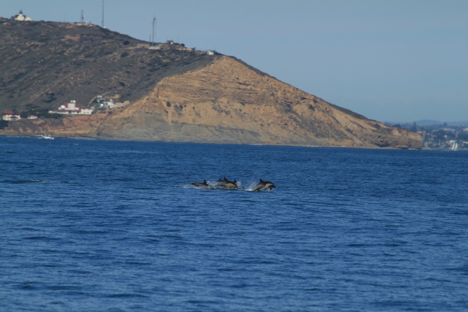 IMG_9653 - A HERD of DOLPHINES!