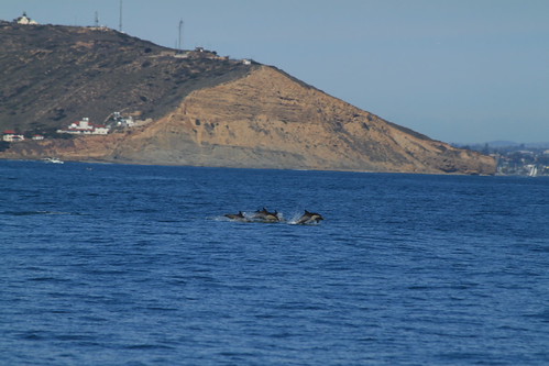 IMG_9653 - A HERD of DOLPHINES!