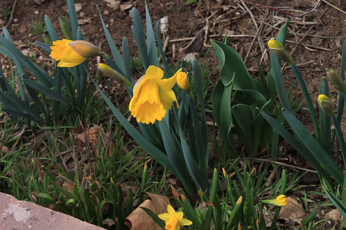IMG_9753 - Early DAFFID DILLS